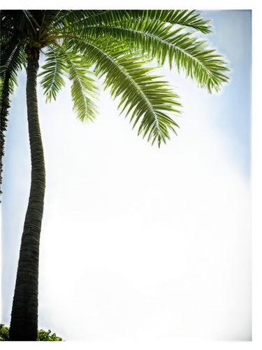 palm tree vector,coconut tree,coconut palm tree,palm tree,palmtree,palm forest,coconut palms,coconut trees,palm tree silhouette,palm fronds,two palms,palms,palmtrees,palm branches,coconut palm,palm pasture,tropical tree,giant palm tree,palm,intertropical,Art,Artistic Painting,Artistic Painting 22