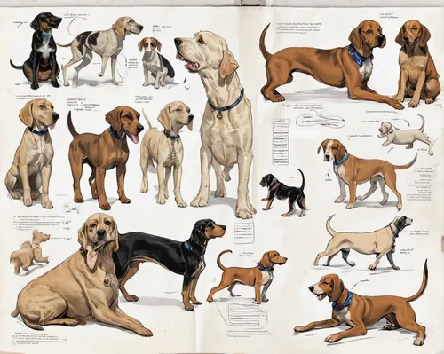 bloodhound,fila brasileiro,ancient dog breeds,english coonhound,dog breed,coonhound,redbone coonhound,pointing breed,kennel club,dog pure-breed,hanover hound,american foxhound,bavarian mountain hound,giant dog breed,american cocker spaniel,dog illustration,black and tan coonhound,animal stickers,bruno jura hound,canidae,Unique,Design,Character Design