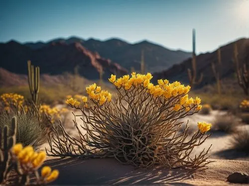 Desert ocotillo plant, detailed spiny branches, yellow flowers, desert landscape, sunny day, blue sky, rocky ground, scattered cacti, warm lighting, high contrast, shallow depth of field, macro shot, 