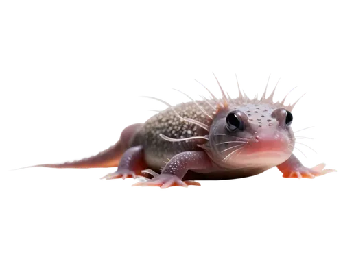 mole salamander,axolotl,gecko,turkish gecko,hoglet,house gecko,salamander,skink,malagasy taggecko,banded geckos,woodland salamander,dwarf armadillo,lizard,dusky salamander,plains spadefoot,spring salamander,eleutherodactylus,splendor skink,hedgehog,lungless salamander,Photography,Documentary Photography,Documentary Photography 13