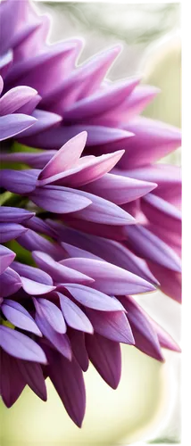 purple chrysanthemum,violet chrysanthemum,purple dahlia,african daisy,purple dahlias,chrysanthemum background,osteospermum,dahlia purple,cardoon,senetti,south african daisy,allium,purple daisy,flowers png,pink chrysanthemum,echinacea,red clover flower,purple flower,blue chrysanthemum,echinacea purpurea,Illustration,Black and White,Black and White 14