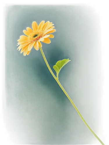 yellow calendula flower,calenduleae,yellow gerbera,calendula flower,flower illustrative,calendula,calendula officinalis,hawkbit,oxeye daisy,yellow chrysanthemum,sunflower lace background,chrysanthemum background,daisy flower,leucanthemum,fennel flower,flower painting,perennial daisy,calendula petals,yellow petal,helichrysum,Illustration,Paper based,Paper Based 01