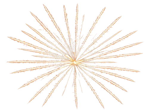 citronella,salsify,fireworks background,echinochloa,firework,cyperus,microtubules,astropecten,pyrotechnic,star anemone,generative,osteocytes,fireworks art,sunburst background,netburst,pappus,softspikes,enoki,spirography,spiny,Photography,Black and white photography,Black and White Photography 09