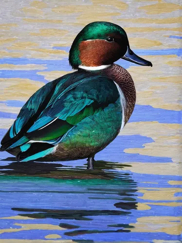 green-winged_teal_00398270w10.jpg,green winged teal (american),blue winged teal,northern shoveler,mallard,cayuga duck,pintail,duck on the water,bird painting,female duck,ruddy duck,cape teal ducks,red