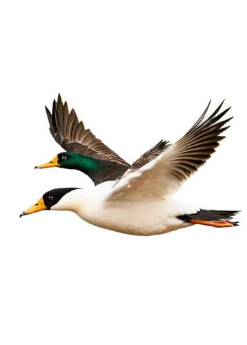 royal tern,galliformes,shoveler,shelducks,american merganser,crested terns,tern bird,tern flying,shelduck,mallards,tern,cayuga duck,waterfowl,flying tern,common merganser,pintail,caspian tern,wildfowl,greenhead,flying common tern,Photography,Black and white photography,Black and White Photography 02