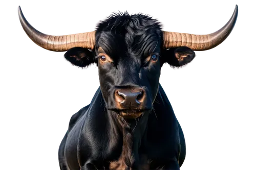 tanox,tribal bull,cape buffalo,bos taurus,taurus,zebu,african buffalo,nguni,watusi cow,horns cow,carabao,cow horned head,aurochs,kulundu,cow icon,venado,bull,gnu,cervus,horoscope taurus,Photography,Documentary Photography,Documentary Photography 33