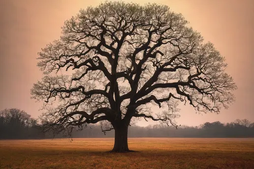 isolated tree,oak tree,lone tree,old tree silhouette,black oak,bare tree,deciduous tree,brown tree,tree thoughtless,californian white oak,oregon white oak,elm tree,bodhi tree,tree silhouette,scarlet oak,old tree,tree of life,a tree,red oak,linden tree,Photography,Documentary Photography,Documentary Photography 34