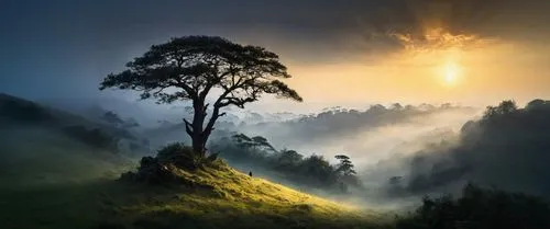 a misty sunrise and fog surrounds a lone tree,foggy landscape,morning mist,foggy mountain,mists,mountain sunrise,god rays