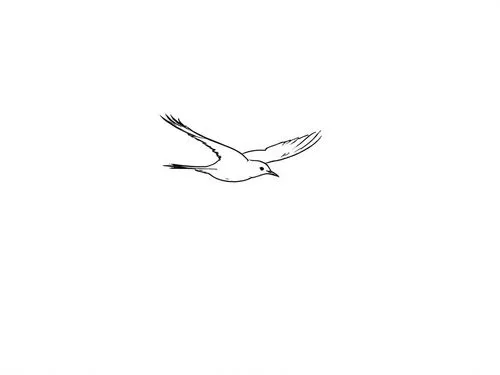 a bird flying high up in the air,fairy tern,tern,tern bird,little tern,flying tern,tropicbird,Design Sketch,Design Sketch,Rough Outline