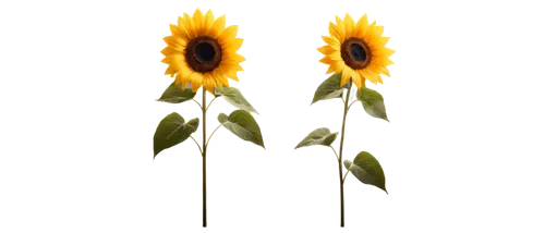 sunflower lace background,flowers png,sunflowers in vase,sunflowers,helianthus,minimalist flowers,sun flowers,helianthus occidentalis,sunflower paper,sunflowers and locusts are together,woodland sunflower,helianthus annuus,helianthus sunbelievable,sunflower,stored sunflower,helianthus tuberosus,flower banners,small sun flower,flowers sunflower,perennials-sun flower,Conceptual Art,Fantasy,Fantasy 17