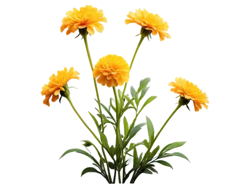 flowers png,xerochrysum bracteatumm,helichrysum,calendula officinalis,calenduleae,calendula,strawflower,calendula suffruticosa,asteraceae,hawkbit,yellow calendula flower,arnica,tanacetum,defense,yellow chrysanthemums,yellow chrysanthemum,sand coreopsis,safflower,helianthus,calendula flower,Illustration,Paper based,Paper Based 15