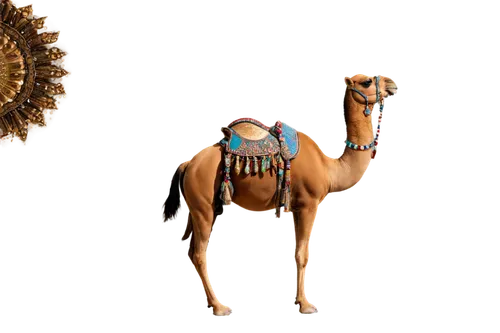 arabian horse,arabian horses,male camel,thoroughbred arabian,nazari,shahnama,arabians,mohammedmian,sauros,carousel horse,arabian,dromedary,nighthorse,charioteer,navajo,carnival horse,nefertiti,wadjet,hammami,hussar,Illustration,Paper based,Paper Based 21