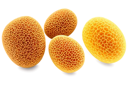 pollens,chlamydospores,apolipoprotein,lipoproteins,sporangium,spherules,golgi,teliospores,lipoprotein,ovules,microvesicles,microcapsules,bee eggs,vesicles,fish oil capsules,ascospores,vesicular,yeasts,aflatoxin,eukaryotes,Illustration,Realistic Fantasy,Realistic Fantasy 12