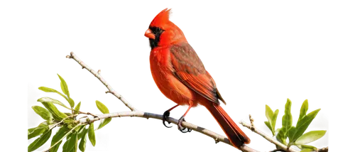 Cardinal bird, bright red plumage, crest on head, black face mask, vibrant orange beak, perched on branch, leaves surrounding, morning sunlight filtering through, shallow depth of field, warm color to