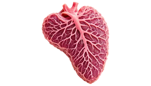 bresaola,lungs,liver,cacciucco,radicchio,aorta,lung,human heart,lung cancer,beet,kidney,vein,fig leaf,human internal organ,vegetable bile,blood amaranth,amaranth,biological,beetroot,culantro,Photography,Fashion Photography,Fashion Photography 05