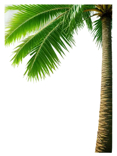 Palm tree, tropical atmosphere, green leaves, curved trunk, coconuts hanging, sunny day, soft focus, warm light, shallow depth of field, 3/4 composition, realistic texture, vibrant color tone.,palm tr