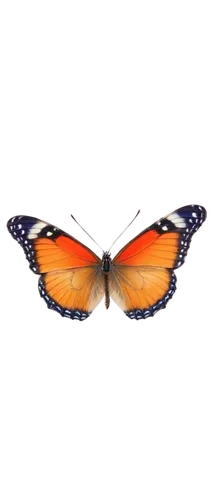 butterfly vector,euphydryas,viceroy (butterfly),orange butterfly,polygonia,butterfly clip art,vanessa atalanta,melitaea,hesperia (butterfly),vanessa (butterfly),scotch argus,coenonympha tullia,lepidoptera,lycaena,lycaena phlaeas,butterfly moth,butterfly background,coenonympha,boloria,butterfly isolated,Photography,Fashion Photography,Fashion Photography 09