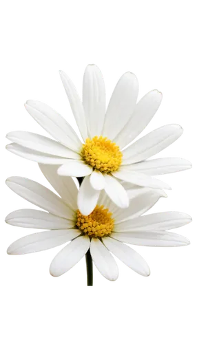 marguerite daisy,leucanthemum,oxeye daisy,the white chrysanthemum,white chrysanthemum,common daisy,ox-eye daisy,flowers png,shasta daisy,flannel flower,wood daisy background,leucanthemum maximum,osteospermum,small white aster,marguerite,mayweed,south african daisy,african daisy,white daisies,camomile flower,Art,Artistic Painting,Artistic Painting 41