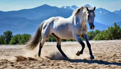 arabian horse,albino horse,haflinger,a white horse,belgian horse,arabian horses,white horses,white horse,dream horse,appaloosa,quarterhorse,mustang horse,wild spanish mustang,wild horse,draft horse,beautiful horses,equine,palomino,gelding,gypsy horse,Photography,General,Realistic