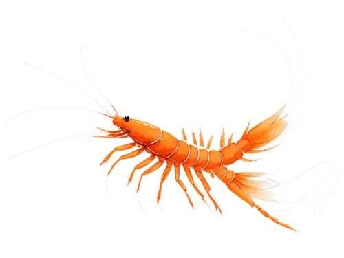 Freshwater shrimp, aquatic creature, transparent shell, vibrant orange body, long antennae, tiny eyes, swimming pose, water droplets, soft focus, natural lighting, macro photography, 1/2 composition, 