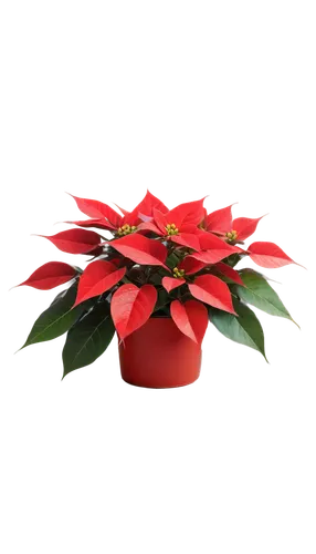 poinsettia,natal lily,poinsettia flower,christmas flower,flowers png,flower of christmas,xmas plant,anthurium,christmas orchid,christmas rose,ornamental plants,ornamental shrub,ornamental plant,decorative bush,terracotta flower pot,holly wreath,ixora,lotus png,frangipani,american holly,Illustration,Realistic Fantasy,Realistic Fantasy 44