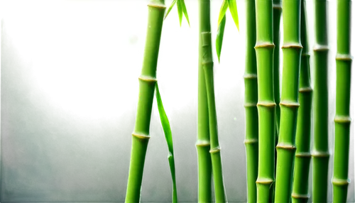 Bamboo stick, green nodes, thin segments, natural texture, subtle shadows, warm sunlight, shallow depth of field, 3/4 composition, soft focus, cinematic lighting, morning dew, gentle breeze, realistic