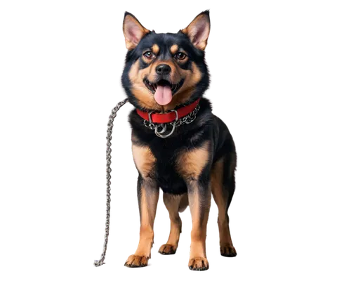 swedish vallhund,german shepherd,german shepherd dog,australian kelpie,gsd,german pinscher,shiloh shepherd dog,australian cattle dog,beauceron,korean jindo dog,rottweiler,australian stumpy tail cattle dog,a police dog,black and tan terrier,tamaskan dog,mixed breed dog,manchester terrier,red heeler,schutzhund,formosan mountain dog,Conceptual Art,Oil color,Oil Color 01