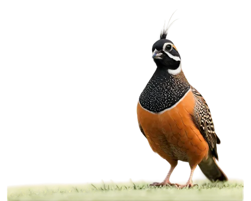 oxpecker,bird png,munia,laughing bird,crown pigeon,bird robin,pheasant's-eye,pheasant,orange beak,field pigeon,bird pigeon,landfowl,nature bird,sharp beak,pigeon head,wader,beaks,cuckoo,screaming bird,the beaked,Photography,Black and white photography,Black and White Photography 06