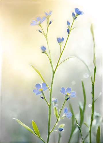 blue flowers,blue petals,blue flower,blu flower,mountain bluets,blue flax,blue daisies,forget me nots,perennial flax,linum,forget me not,background bokeh,myosotis,plumbago,tiny flowers,linseed,arabidopsis,garden cress,flower background,galium,Photography,Fashion Photography,Fashion Photography 01