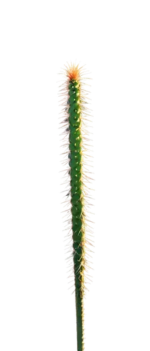 prickly green cactus, desert plant, solitary, tall, thick stem, sharp spines, vibrant flowers, morning sunlight, warm color tone, shallow depth of field, 3/4 composition, cinematic lighting, soft focu