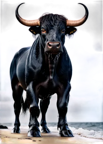 cape buffalo,aurochs,gnu,horoscope taurus,bos taurus,taurus,african buffalo,water buffalo,zebu,the zodiac sign taurus,anglo-nubian goat,tribal bull,minotaur,wildebeest,oxen,bull,ox,ruminant,yak,muskox,Illustration,Realistic Fantasy,Realistic Fantasy 19