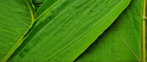 Imagine a dystopian world where banana leaves are scarce. Write a story about a group of survivors who rely on finding banana leaves to survive.,banana leaf,palm leaf,tropical leaf,tropical leaf patte