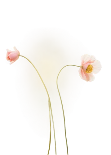 flowers png,japanese anemone,minimalist flowers,flower background,japanese anemones,zephyranthes,floral digital background,twin flowers,snowdrop anemones,cosmos flower,stamens,narcissus pink charm,flower illustrative,ranunculus,genus anemone,flower wallpaper,cosmos flowers,klatschmohn,calochortus,cosmea,Conceptual Art,Oil color,Oil Color 02