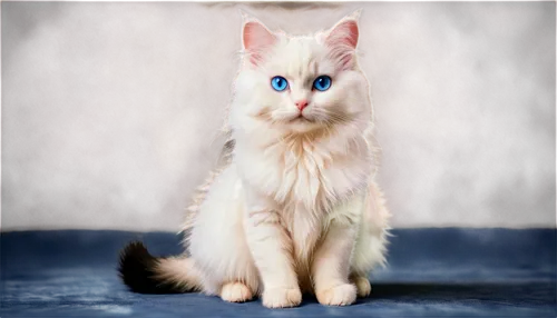 turkish angora,british longhair cat,cat with blue eyes,turkish van,blue eyes cat,siberian cat,birman,kurilian bobtail,maincoon,domestic long-haired cat,british longhair,cat on a blue background,norwegian forest cat,white cat,cats angora,breed cat,ragdoll,british semi-longhair,american bobtail,oriental longhair,Illustration,Realistic Fantasy,Realistic Fantasy 46