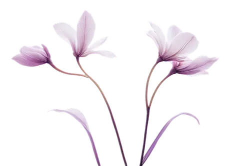 flowers png,purple crocus,crocuses,crocuss,saffron crocus,crocus,crocus vernus,spring crocus,crocus flowers,cretan crocus,tulipan violet,minimalist flowers,violet tulip,anemone purple floral,lisianthus,irises,snowdrop anemones,freesias,anemone japonica,crown chakra flower,Illustration,American Style,American Style 11