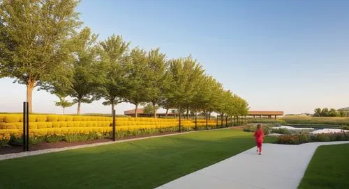 JOGGING TRACK FULL OF TABEBUYA
PATHWAY LANDSCAPE ARCHITECTURE FOR URBAN PARK,a woman in a red dress walking through a park area,landscape designers sydney,landscape design sydney,artificial grass,land