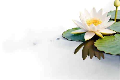 lotus on pond,white water lily,pond lily,water lily,flower of water-lily,water lily flower,waterlily,large water lily,water lotus,white water lilies,waterlilies,water lilly,pond flower,water lilies,lotus flowers,blooming lotus,lotus blossom,lotus pond,water lily bud,giant water lily,Art,Classical Oil Painting,Classical Oil Painting 15