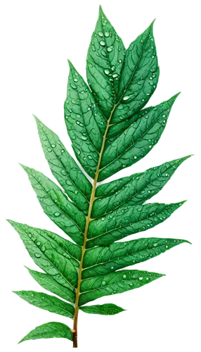 fir branch,fern leaf,fir tree,fir needles,norfolk island pine,fir green,leaf fern,pteris,cupressaceae,tree leaf,fir branches,fir tree decorations,green leaf,fir-tree branches,spruce tree,pine branch,fern plant,cupressus,tropical leaf,wakefern,Illustration,Japanese style,Japanese Style 08