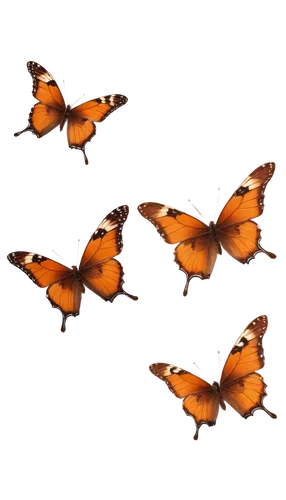 butterfly vector,butterfly background,garridos,orange butterfly,butterfly isolated,mariposas,isolated butterfly,papillons,polygonia,butterflies,butterfly clip art,migrating,migration,butterfly swimming,euphydryas,birds in flight,butterflyer,dryas julia,garrisons,dryas,Illustration,Realistic Fantasy,Realistic Fantasy 07