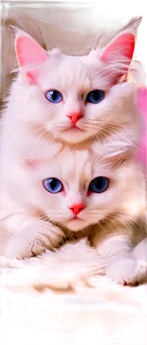 two cats,pink cat,cat image,cats angora,birman,cute cat,cat frame,cats,turkish angora,turkish van,cat vector,vintage cats,breed cat,felines,funny cat,kittens,mirror image,white cat,siamese,cat kawaii,Conceptual Art,Sci-Fi,Sci-Fi 20