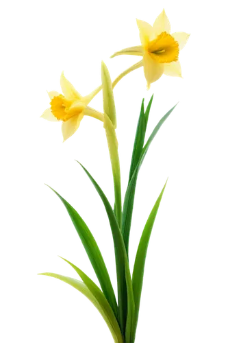 flowers png,flower background,tulip background,daffodils,flower wallpaper,spring leaf background,grass lily,spring background,day lily,easter lilies,jonquils,daff,daffodil,flower illustration,iridaceae,daffyd,yellow daffodil,filled daffodil,daylily,day lily flower,Conceptual Art,Oil color,Oil Color 02