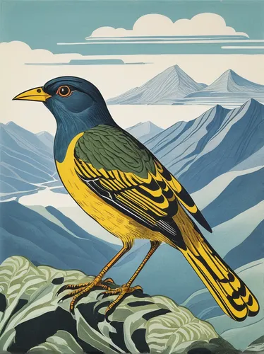 High up in the mountains, a rare breeding bird catches the eye of birdwatchers.,magnolia warbler,old world oriole,eastern yellow robin,eastern meadowlark,western meadowlark,finch bird yellow,yellow ro