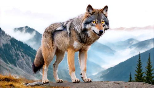 european wolf,graywolf,gray wolf,aleu,wolfdog,wolfsangel,canis lupus,greywolf,blackwolf,wolfsthal,wolfgramm,canidae,howling wolf,wolffian,wolfen,wolf,werwolf,loup,wolfsfeld,loups,Conceptual Art,Oil color,Oil Color 23