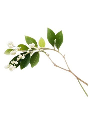 Mistletoe, festive, green leaves, white berries, delicate stems, curved branches, soft focus, close-up, shallow depth of field, warm lighting, romantic atmosphere, Christmas theme, transparent backgro