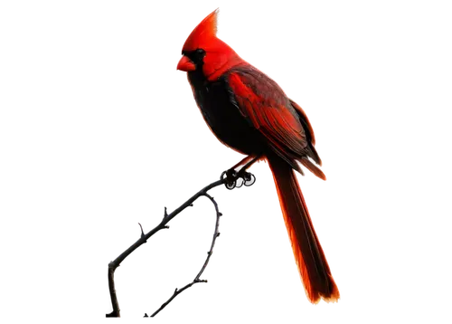 bird png,red beak,3d crow,scarlet honeyeater,red bird,crimson finch,malkoha,red avadavat,red-browed finch,petrequin,cardinal,bushshrike,red cardinal,waxbill,cardinalis,aracama,redcock,3d stickman,bird illustration,cinnabar,Conceptual Art,Fantasy,Fantasy 15