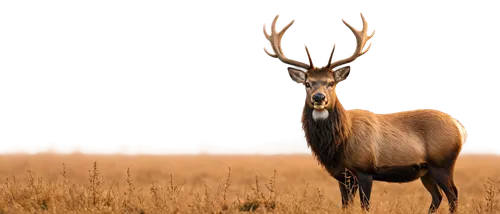 red-necked buck,red deer,male deer,elk,venado,pere davids male deer,european deer,whitetail buck,whitetail,antlered,x axis deer elk,glowing antlers,roe deer,hartebeest,gold deer,rutting,white-tailed deer,antler velvet,blacktail,deer,Conceptual Art,Oil color,Oil Color 13