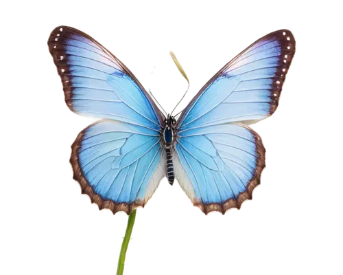 blue butterfly background,morpho butterfly,morpho peleides,butterfly vector,blue morpho butterfly,blue morpho,morpho,butterfly clip art,ulysses butterfly,butterfly background,mazarine blue butterfly,melanargia,blue butterfly,butterfly isolated,hesperia (butterfly),satyrium (butterfly),common blue butterfly,white admiral or red spotted purple,isolated butterfly,flutter,Illustration,American Style,American Style 07