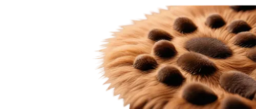 paw print,conifer cone,pawprint,bear paw,cheeta,dog paw,fir cone,pinecone,lotus seed pod,animal fur,forepaws,macro extension tubes,leopard head,tribble,fur,amur hedgehog,mandelbulb,paw,cat's paw,macrophoto,Photography,Black and white photography,Black and White Photography 15