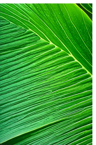 tropical leaf pattern,tropical leaf,palm leaf,coconut leaf,banana leaf,palm leaves,palm fronds,banana leaf rice,jungle leaf,oleaceae,palm sunday,fan palm,jungle drum leaves,palm branches,tropical greens,cycad,coconut palm,palm pasture,palm field,leaf background,Photography,Fashion Photography,Fashion Photography 24