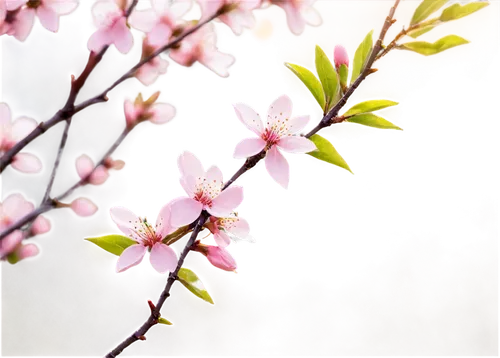 spring background,cherry blossom branch,spring blossom,plum blossoms,spring blossoms,japanese cherry,sakura cherry tree,cherry branches,apricot blossom,plum blossom,japanese cherry blossom,japanese sakura background,sakura flowers,japanese cherry blossoms,hanami,sakura blossoms,springtime background,sakura flower,cold cherry blossoms,cherry tree,Illustration,American Style,American Style 11